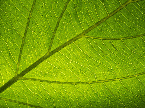 Close-Up Green Leaf Veins Texture Backlit Macro Nature Pattern for Environmental Concepts