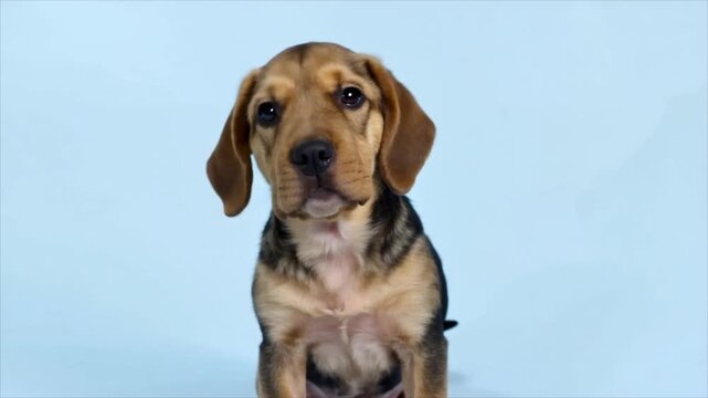 Cute beagle puppy sits against a clean pastel blue studio background with generous advertising copy space.
