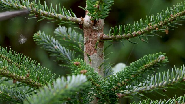 Loppers close on a small spruce branch surrounded by green needles. The tool presses against the wood during autumn pruning. The shot supports topics about seasonal garden maintenance.