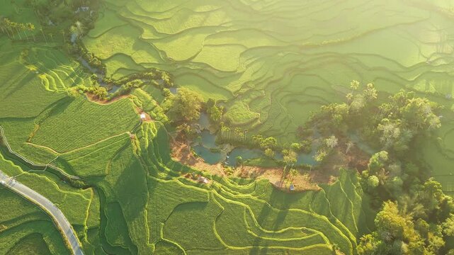 Aerial view of lush green rice terraces at Wee Kacura, featuring winding paths and a small pond in Kecamatan Wewewa Timur, Nusa Tenggara Timur, Indonesia.