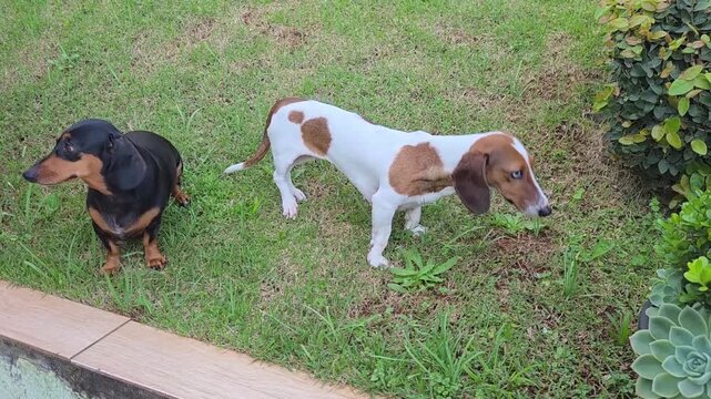 cachorro ador&aacute;vel a vontade em casa 