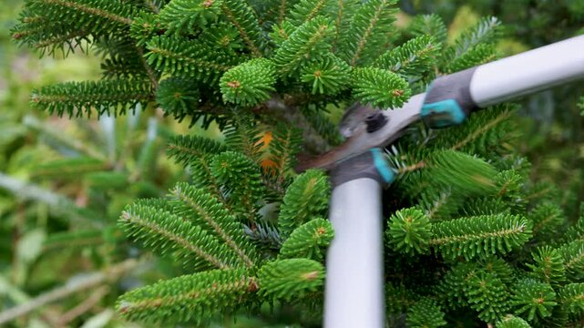 Loppers grip an evergreen branch among dense needles. The blades press against the wood during seasonal trimming. The shot supports topics about autumn garden work and winter preparation.