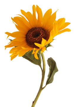 Art decorative yellow, orange Sunflower Flower pestle; stamen; petals, leaf, stem isolated on white.