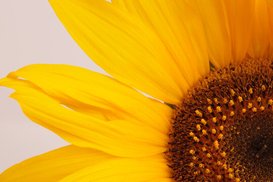 Close-up macro Art decorative yellow, orange Sunflower Flower pestle; stamen; petals, leaf on gray beige background