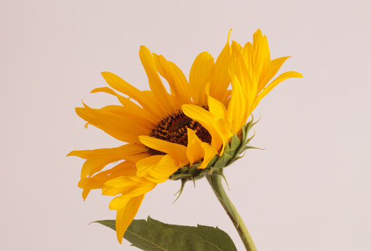 Close-up art decorative yellow, orange Sunflower Flower pestle; stamen; petals, leaf on gray beige background
