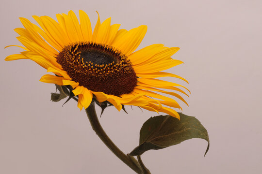 Close-up art decorative yellow, orange Sunflower Flower pestle; stamen; petals, leaf on gray beige background