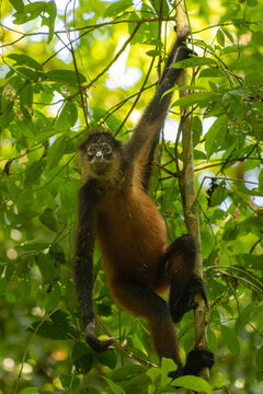 View of a spider monkey hanging from a tree branch in the lush rainforest with green foliage and dappled sunlight in Bahia Drake, Provincia de Puntarenas, Costa Rica.