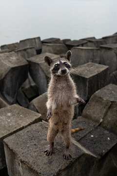 View of a curious raccoon standing upright on concrete tetrapods near the water in Panama City, Panama Province, Panama.