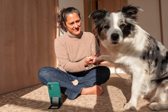 Woman recording border collie training at home with phone