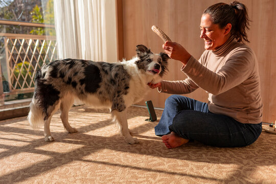 Woman reward border collie with treat during home care