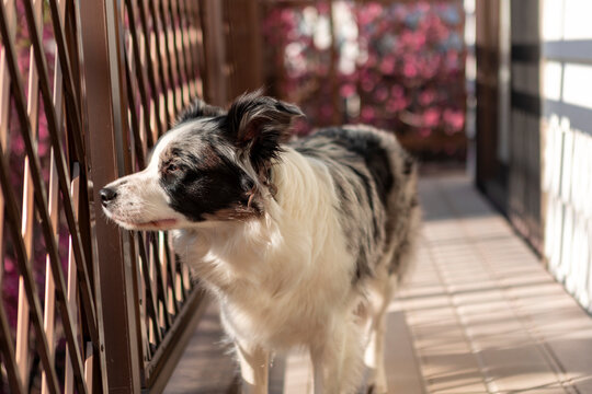 Border collie stand by barrier in sunlit home corridor