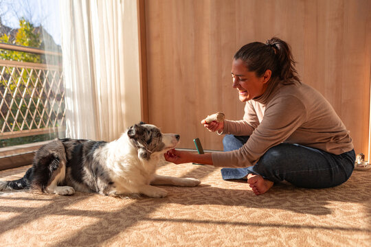 Woman reward border collie during home dog training