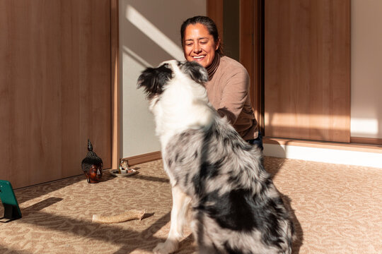 Woman care for border collie dog at home