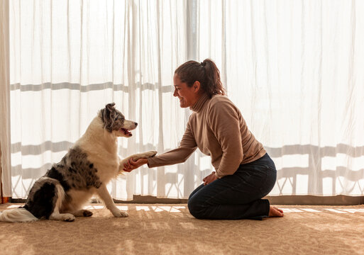 Woman training border collie with paw shake at home