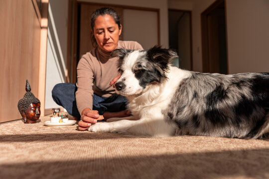Woman reward border collie during home dog training