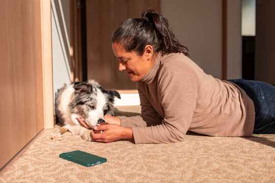 Woman give toy to border collie at home