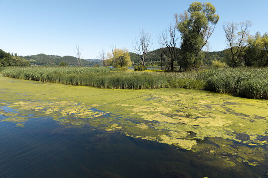 Aerial view of the Dunajec River with green algae on the water surface, lush reeds, and trees under a clear blue sky in Lesser Poland Voivode, Poland.