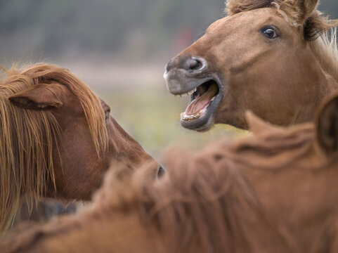 Two Spanish Mustang horse mares haveing a conversation with teeth bared