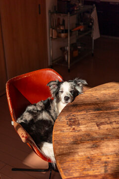 Sleepy dog resting beside rustic dining table