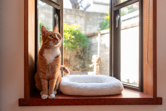 Orange tabby cat beside bed on sunny window sill