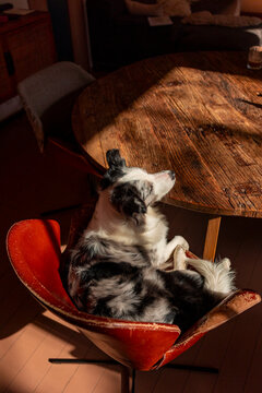 Dog relaxes on chair beside wooden table