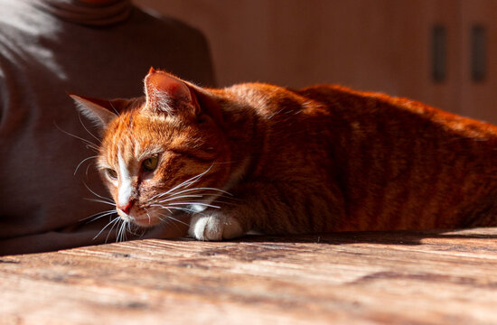 Orange tabby cat resting in warm sunlight at home