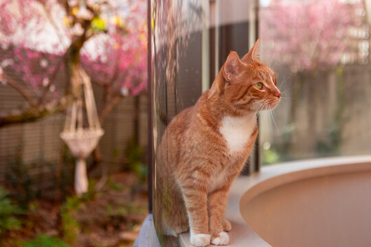Ginger cat sit by window beside blooming garden