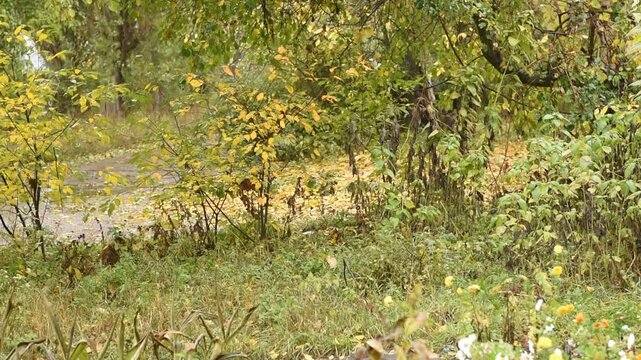 A light breeze rustles the yellow leaves on the bushes and trees. Autumn.