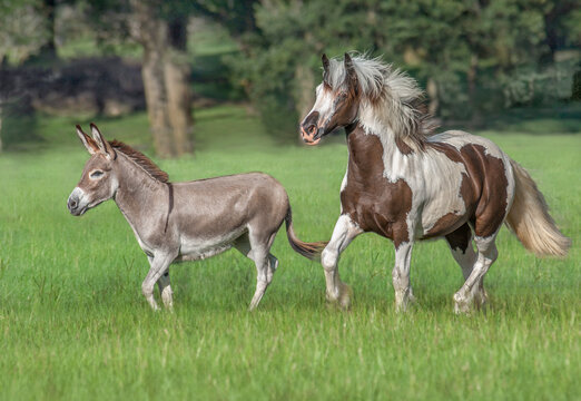 adult Sicilian donkey runs with juvenile Gypsy Vanner Horse filly i  grass field