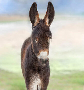 portrait of rare Poitou donkey foal baby animal in field