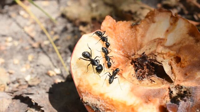 Four black ants are crawling on a fallen apple and drinking its juice. A fly has arrived.