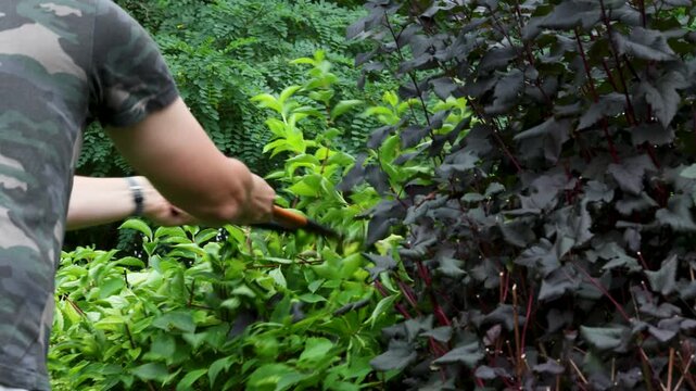 Gardener trimming mixed foliage with loppers during autumn yard work. Cutting leafy branches as part of seasonal garden maintenance.