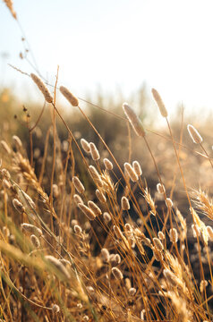 Golden meadow grass and seed heads in warm sunset light