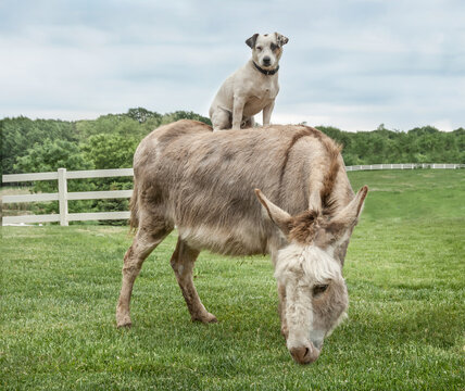Jack Russel Terrier dog sitting on the back of grazing Miniature donkey