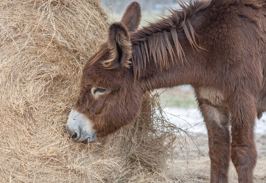 baby animal Poitou donkey foal eating from hay roll in field
