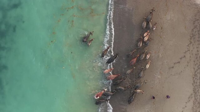 Aerial view of water buffaloes walking along the sandy shore of Pantai Kerewei with turquoise water in Lamboya, East Nusa Tenggara, Indonesia.