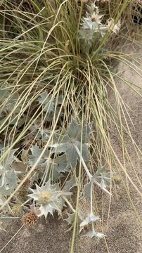Sea Holly on the Sand Dunes