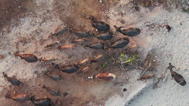 Aerial view of a herd of water buffalo grazing on the sandy shore of Pantai Kerewei Lamboya, East Nusa Tenggara, Indonesia.