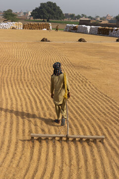 View of a man using a wooden rake to dry harvested rice in an open field with stacked bags in the background in Lahore, Punjab, Pakistan.