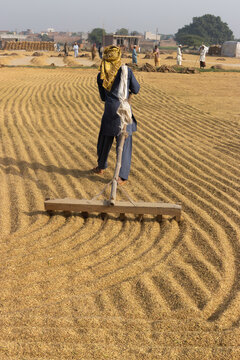 View of a farmer using a wooden rake to dry harvested paddy rice in an open field with other workers in the background in Lahore, Punjab, Pakistan.