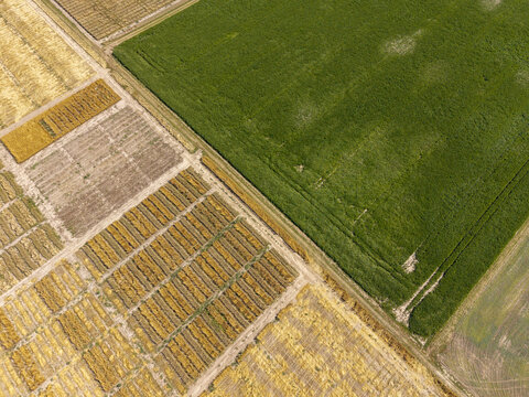Aerial view of agricultural research plots and crop breeding field trials showing diverse crop varieties in rectangular segments with dirt paths in Lesser Poland Voivode, Poland.