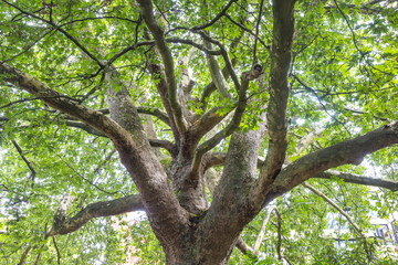 Fototapeta premium Ghent town in Belgium, Europe. Low Angle View of a Majestic Tree with Lush Green Foliage, Capturing the Intricate Network of Branches Against a Bright Sky