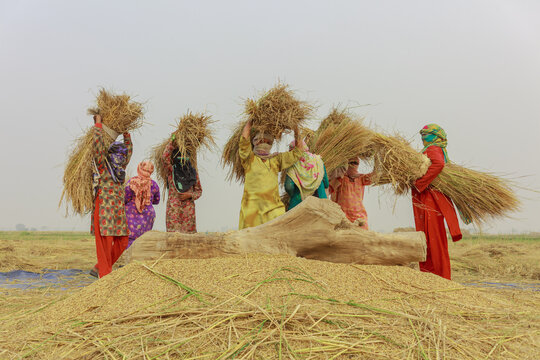 View of women in traditional clothing carrying bundles of harvested rice on their heads during the rice threshing season in a field in Lahore, Punjab, Pakistan.