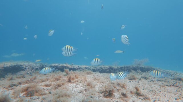 tropical fish swimming in ocean with coral reef