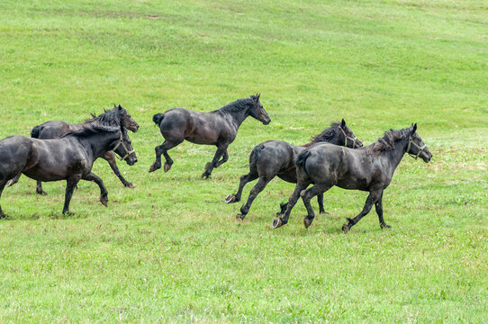 Herd of black Percheron Draft Horse mares run through open green fields