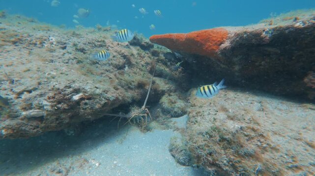 Lobster hiding in coral reef