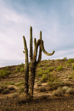 Large Saguaro Cactus Resembling an Elephant in Arizona Desert