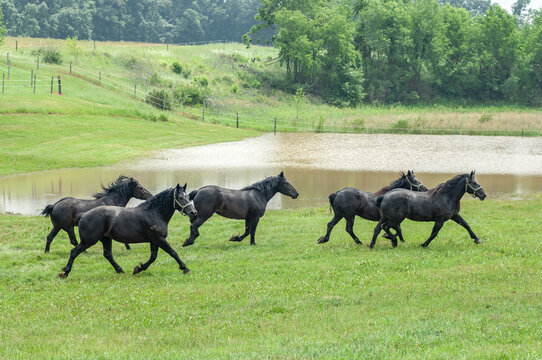 Herd of black Percheron Draft Horse mares run through open green fields