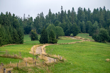 płotki © piotrwolak