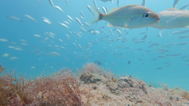 tropical fish swimming in ocean with coral reef